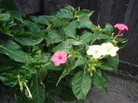 ʹ��������������á��عⲹ�����ķ������㾫����Ƭ